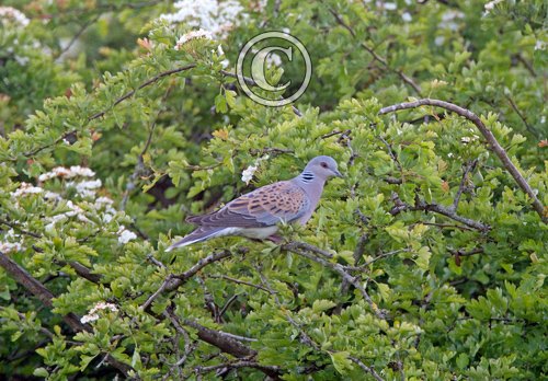 Turtle Dove DM1822